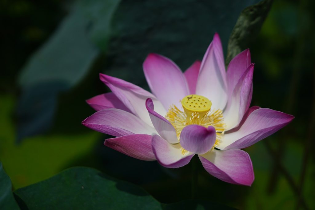 flower, lotus, petals